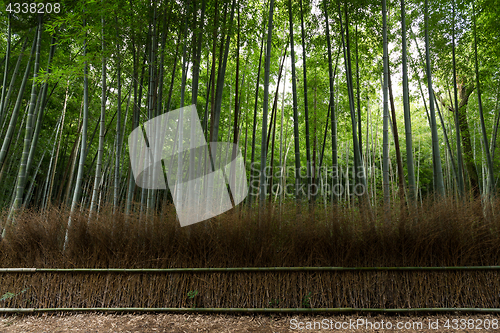 Image of Bamboo forest at Arashiyama