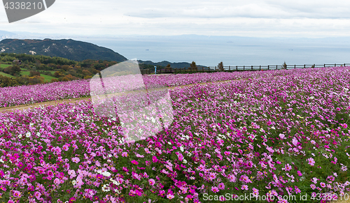 Image of Pink cosmos flower in garden