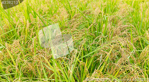 Image of Rice field close up