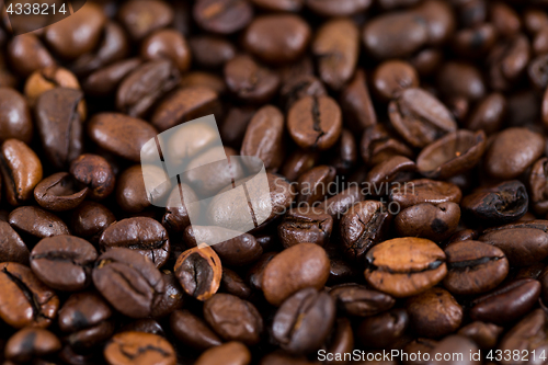 Image of Roasted Coffee bean texture