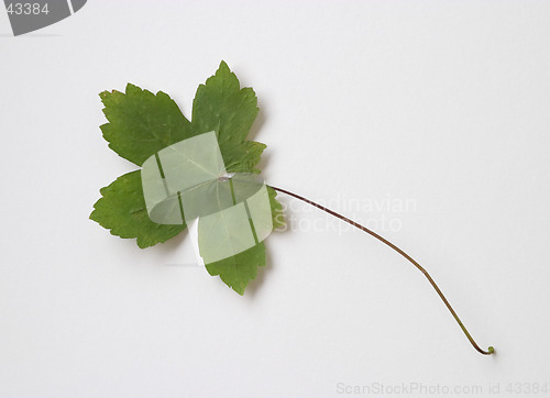 Image of Autumn green dry leaf on white background