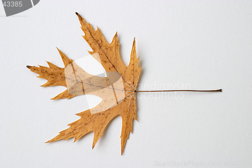 Image of Autumn yellow dry leaf on white background