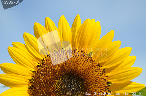 Image of Yellow big sunflower and blue sky