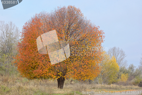 Image of Lonely cherry tree