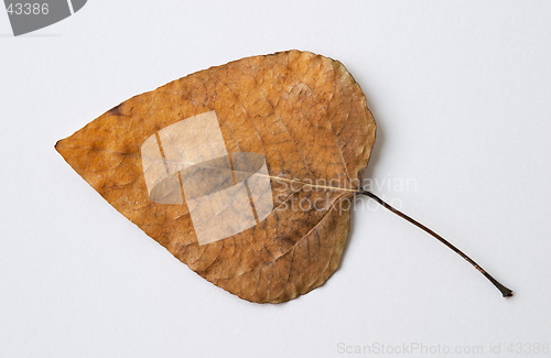 Image of Autumn yellow dry leaf on white background