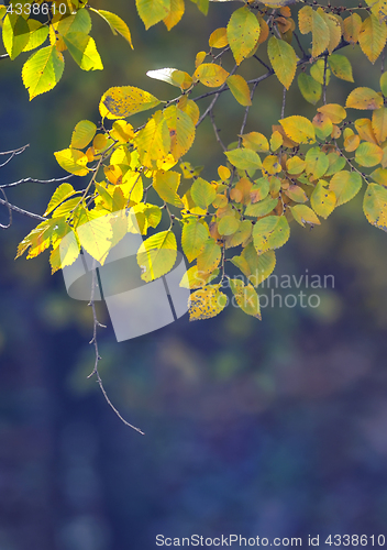 Image of Nature background with yellow leaves