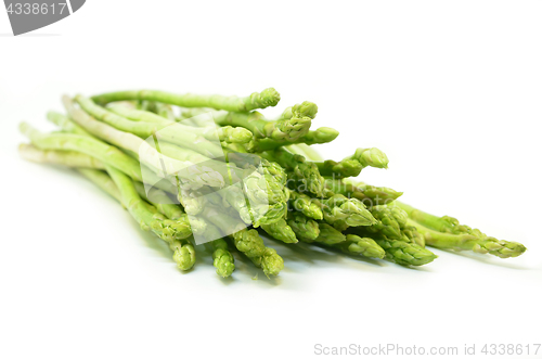 Image of Bundle of green asparagus shoots