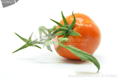 Image of Fresh tomato with water drops