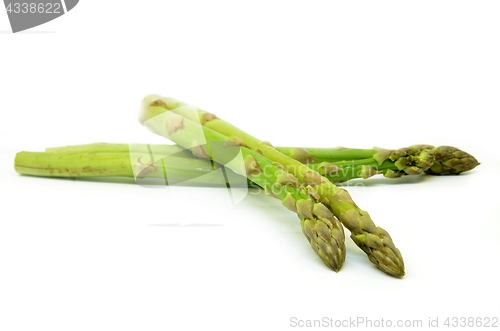 Image of Delicious isolated asparagus