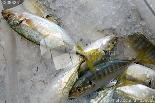 Image of Yellowtail scad fish