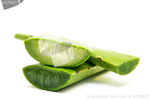 Image of Aloe vera fresh leaf isolated