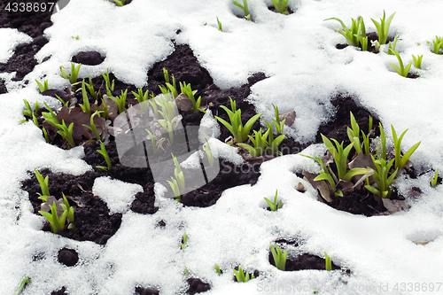 Image of Crocus leaves in the snow