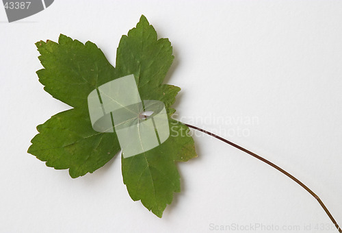 Image of Autumn green dry leaf on white background