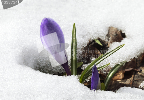 Image of Crocus flower in the snow