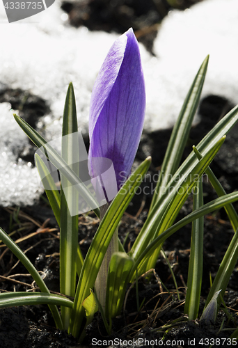 Image of Crocus flower in the snow