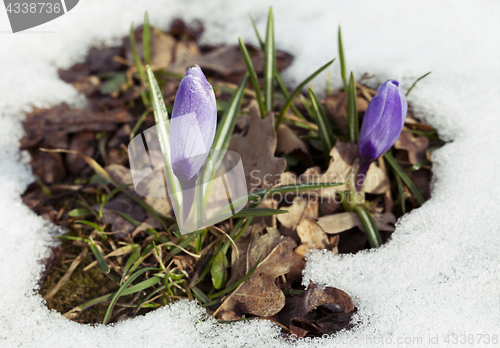 Image of Crocus flower in the snow