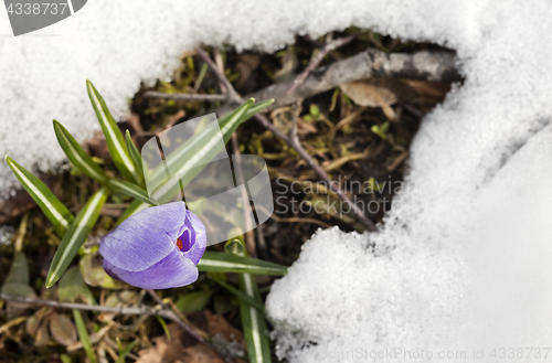 Image of Crocus flower in the snow