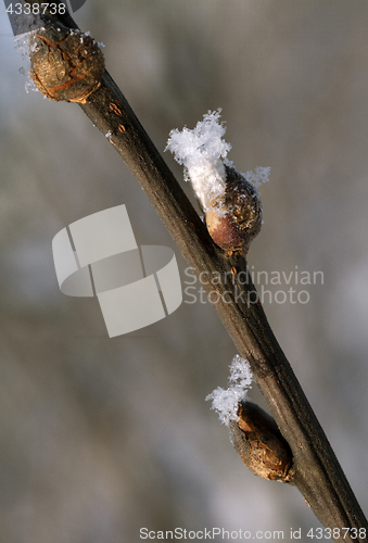 Image of Frosty twig with buds