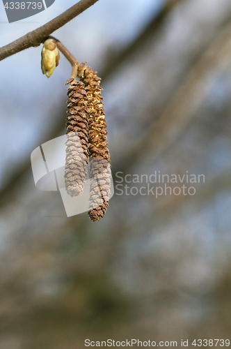 Image of Catkins of a birch