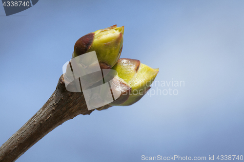 Image of Spring tree buds