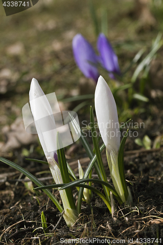 Image of Crocus flowers in spring