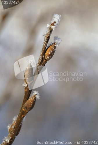 Image of Frosty twig with buds