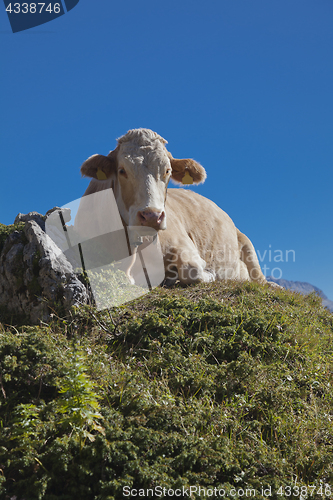 Image of Cow on a mountain pasture