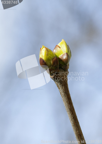 Image of Spring tree buds