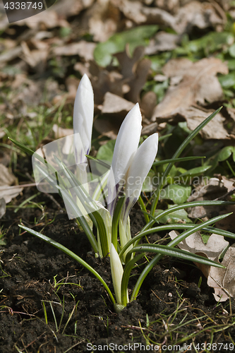 Image of Crocus flowers in spring