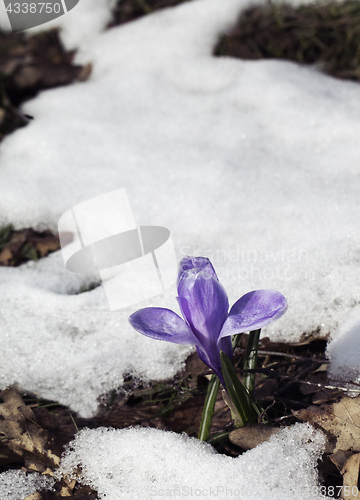 Image of Crocus flower in the snow