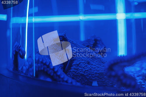 Image of portrait of the octopus underwater