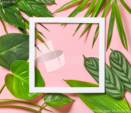 Image of Tropical leaves and white frame