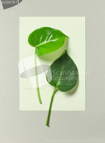 Image of tropical leaves on grey background