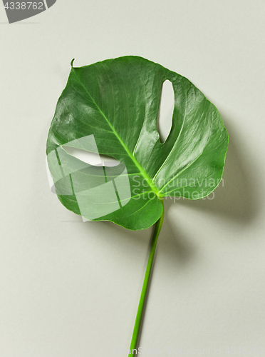 Image of tropical leaf of Monstera plant