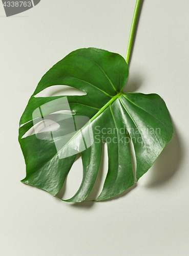 Image of tropical leaf of Monstera plant