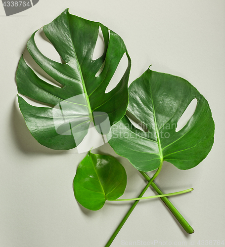 Image of tropical leaves of Monstera plant