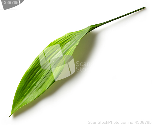 Image of Green leaf on white background