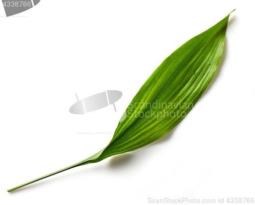 Image of green tropical leaf