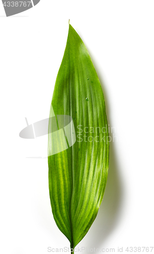 Image of green tropical leaf