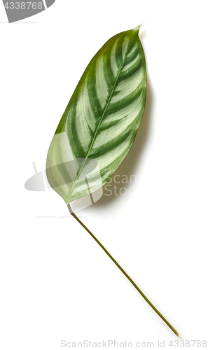 Image of green tropical leaf