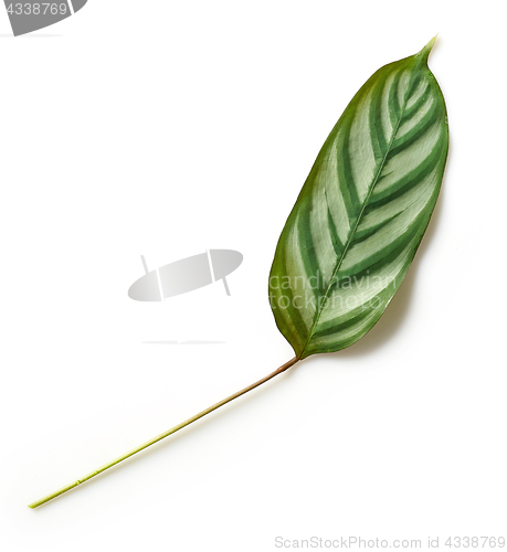 Image of green tropical leaf