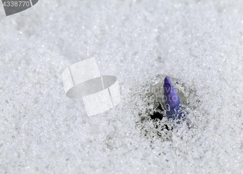 Image of Crocus flower in the snow