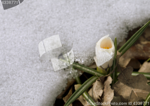 Image of Crocus flower in the snow