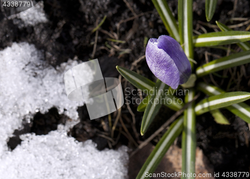 Image of Crocus flower in the snow