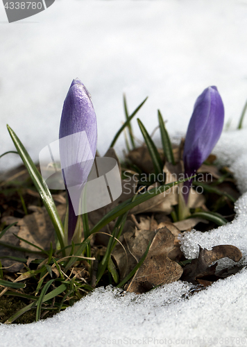 Image of Crocus flower in the snow