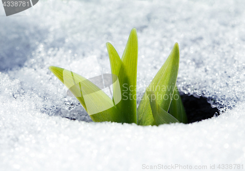 Image of Crocus leaves in the snow