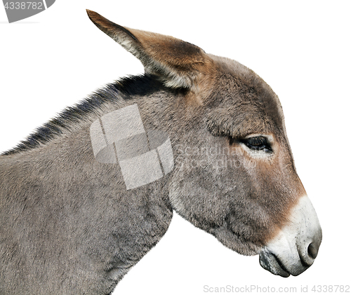 Image of Donkey isolated on white background