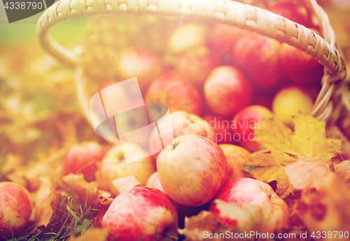 Image of wicker basket of ripe red apples at autumn garden