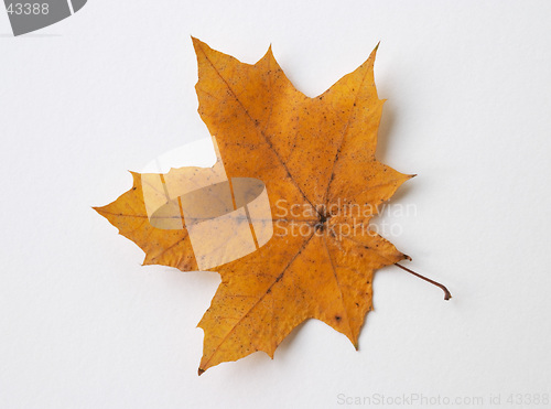 Image of Autumn yellow dry maple leaf on white background