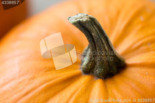 Image of close up of pumpkin